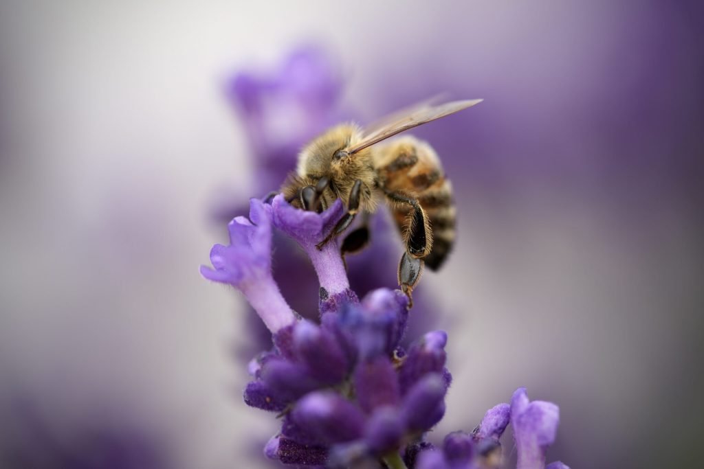 Makro · Biene auf Lavendel