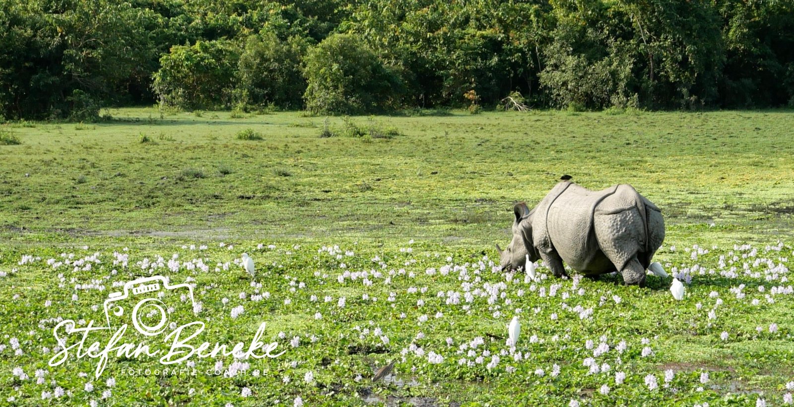 Nashorn im Kaziranga-Nationalpark